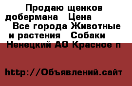 Продаю щенков добермана › Цена ­ 45 000 - Все города Животные и растения » Собаки   . Ненецкий АО,Красное п.